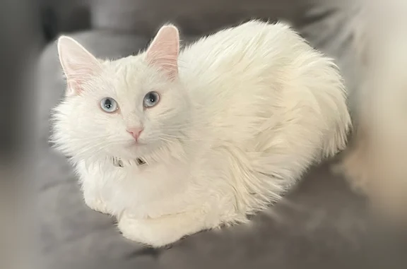 White coat, blue eyes. Little nick out of one ear. Pink collar. Very friendly normally, but not if scared. Likely will hide if scared, may try to scratch.