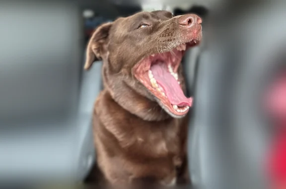 Lost dog, Inez Way, 48, Stafford - female, medium, pink collar - photo