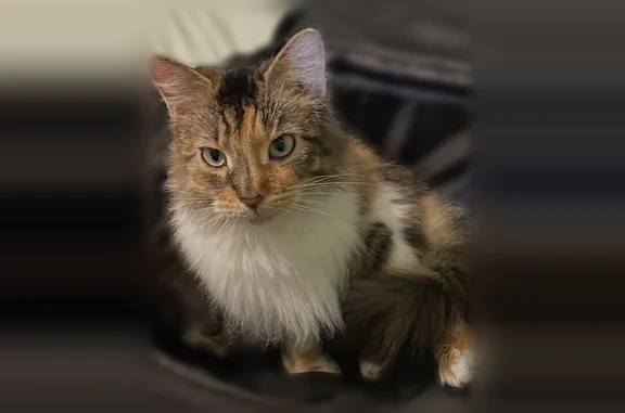 Lost cat, Ridgewood Way, 836, Madison - female calico, 2 years old - photo