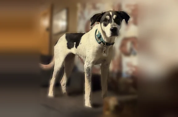 Lost dog, Ohio 139, 10664, Minford — female - photo