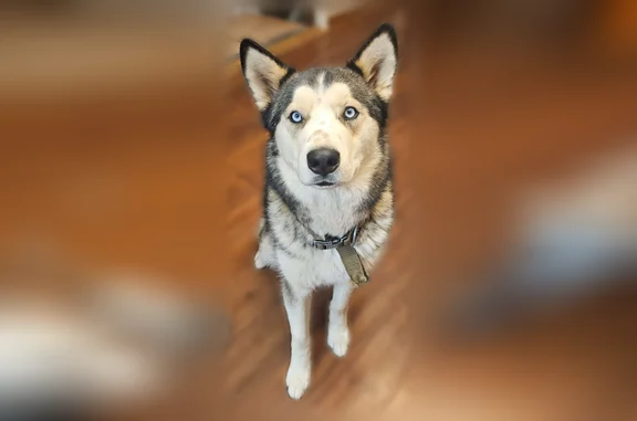Lost dog, South Avenue A, Portales, Richardson - male, green collar - photo