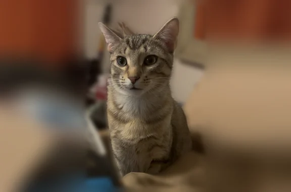 Lost pets Dearborn, photo: Lost cat, Brewster Street, 3807, Dearborn - male