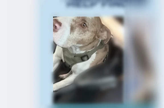 Lost dog, East Avenue B, 1104, Temple - male, beige and white with a brown heart-shaped mark above his nose - photo