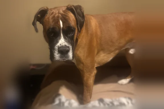 Lost dog, Duchesne, Utah - male, red collar - photo