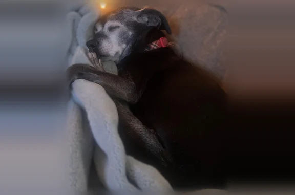 Lost dog, Raby Road, 2035, Haslett - female, black with white patches, grey muzzle - photo