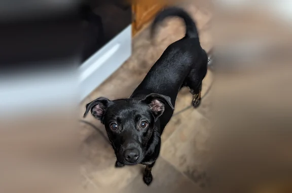 Missing dog Female, Raleigh (usl538493) - photo