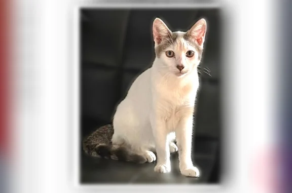 Lost cat, Alahou Street, Kailua - white with gray ears and tail - photo