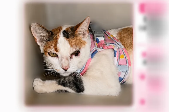 Lost cat, I 81, Dorrance Township, Mountain Top - female calico - photo