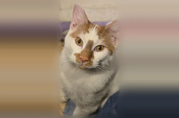 Lost pets Southfield, photo: Lost cat, Norfolk, Redford Township, Southfield - male, chipped