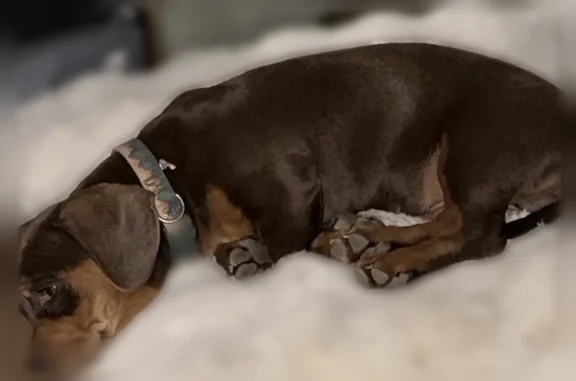 Lost dog, Bobbie Avenue, 7166, Winton - photo