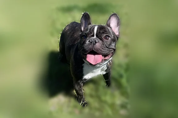 Lost dog, female, Constitution Boulevard, 3100, West Valley City - brindle Frenchie - photo