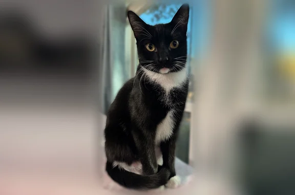 Lost pets Irving, photo: Lost cat, Campana Court, 698, Irving - male tuxedo cat
