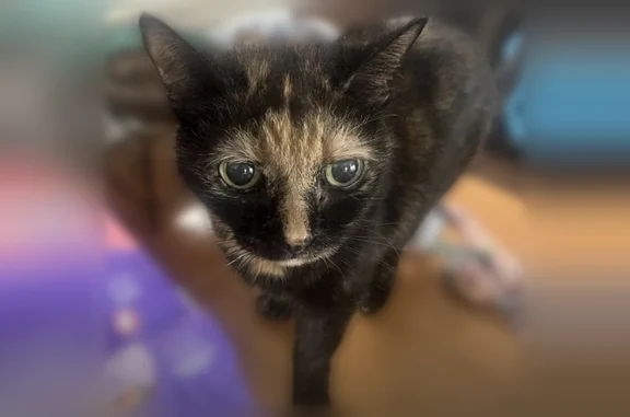 Lost pets North Miami Beach, photo: Lost cat, Northeast 19th Avenue, 19831, North Miami Beach - female, petite, long tail