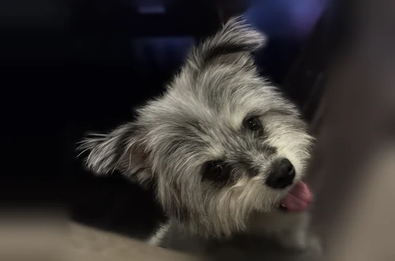 Lost dog, East Alameda Avenue, 14565, Aurora - gray and black, very short - photo