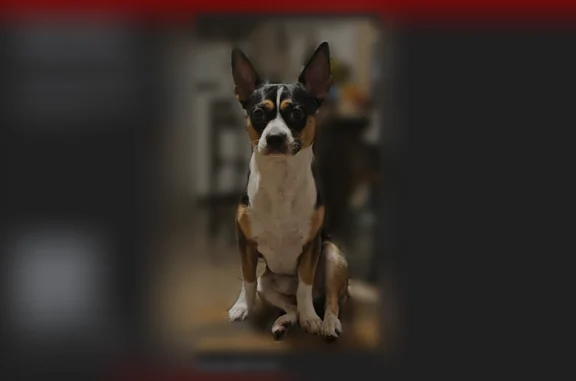 Lost dog, Las Vegas Boulevard North, 601, Las Vegas - male - photo
