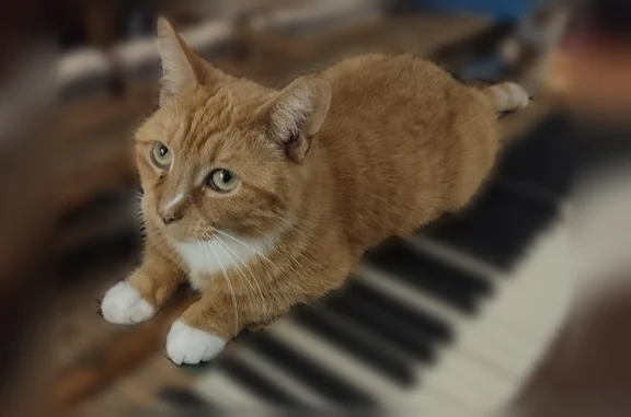 Lost cat, female, Botetourt Gardens, 826, Norfolk - small orange tabby with white feet - photo