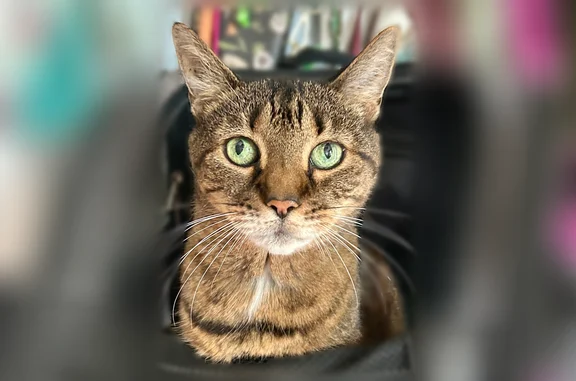 She is a senior cat, we years old, very friendly part bengal and tabby. Very bright green eyes. I’ve had her all her life, please help!