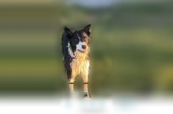 Lost pets Grand Junction, photo: Lost dog, 32 1/2 Road, 260, Grand Junction - female border collie with a purple collar