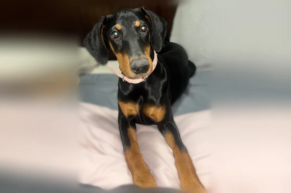 Lost dog, Kara Court, 2546, Pueblo - female, very playful - photo
