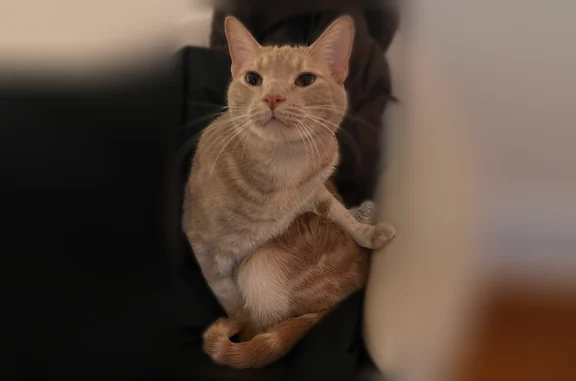 Lost cat, 85th Street, 545, Brooklyn - male, orange, timid and friendly - photo
