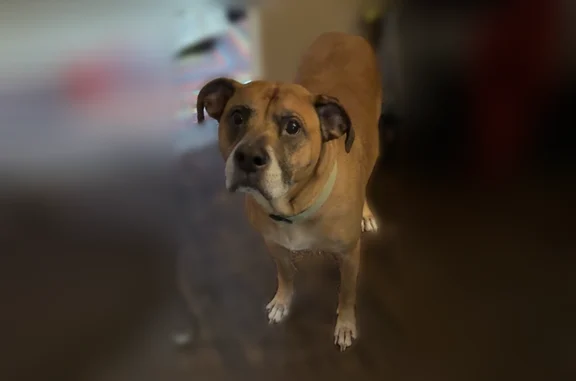 Lost dog, North Roselawn Street, 22, Pontiac, Utica - male, tan, tall, skittish but friendly - photo