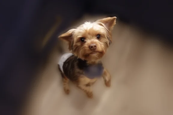Missing dog Wolfforth, photo: Lost dog, Churchill Avenue, 1517, Wolfforth - male