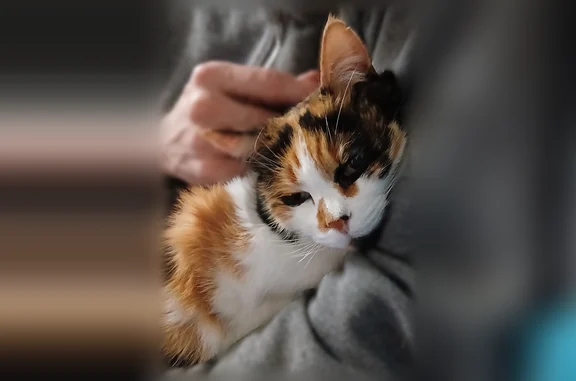 Chat perdu, Bordeaux, photo: Chat perdu femelle, Rue de Leybardie, 51, Bordeaux - extrêmement peureuse