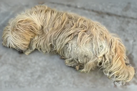 Animaux trouvés Lézan, photo: Trouvé chien, Rue de la Fontaine du Noyer, 57, Lézan