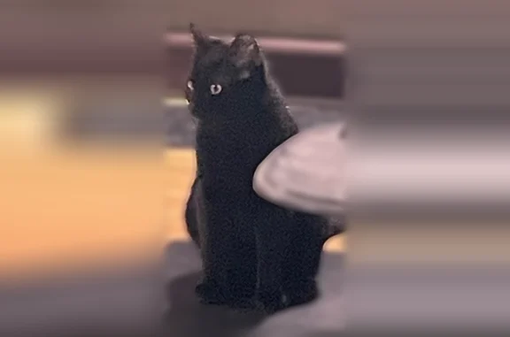 Animaux perdus Le Porge, photo: Chat perdu mâle, Village la Jenny Îlot 10, 5, Le Porge - noir, très craintif