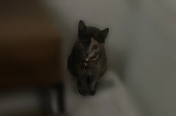 Chat perdu, Place Carnot, 19, Lillebonne - femelle, très farouche - photo