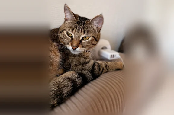 Animaux perdus Paris, photo: Chat perdu, femelle, Boulevard du Sud-Est, Nanterre, Paris - tigrée et peureuse