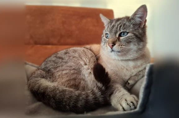 Animaux perdus Sérignan, photo: Chat perdu, Résidence Les Capitelles, Sérignan - mâle