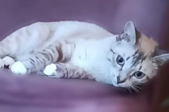 Animaux perdus Paris, photo: Chat perdu, femelle, Rue de la Pellerine, Fougères, Paris - tigrée crème blanche et beige