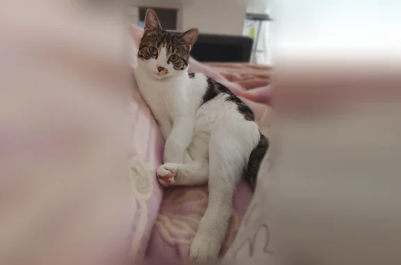 Animaux perdus Moirans, photo: Chat perdu femelle, Place de l'Assemblée Départementale, Moirans - blanche et grise