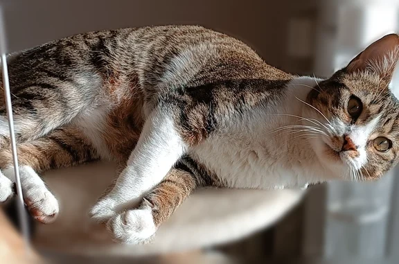 Chat perdu femelle, La Salvetat-Saint-Gilles — blanche et rayée - photo