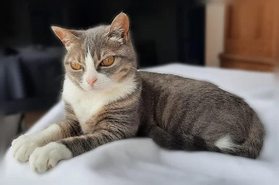 Chat perdu femelle, Route de la Davière, 32, Jard-sur-Mer - grise légèrement tigrée - photo