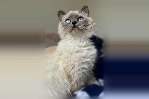 Animaux perdus Romans-sur-Isère, photo: Chat perdu femelle, Avenue Marius Moutet, 8, Romans-sur-Isère - blanche/beige, yeux bleus
