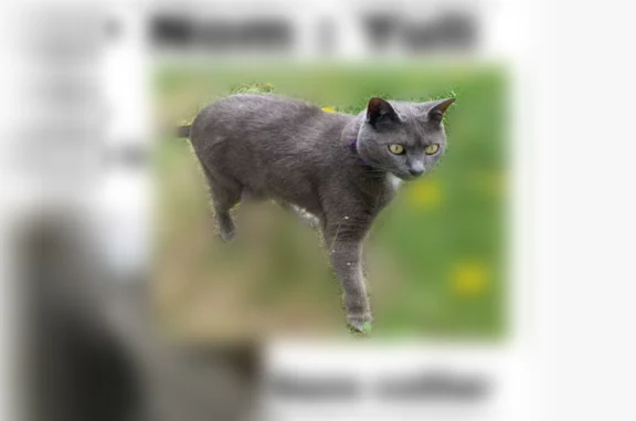 Animaux perdus Paris, photo: Chat perdu femelle, Rue Marion Cahour, Rezé, Paris - yeux jaunes, poils gris