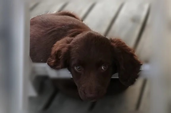 Chien perdu mâle, Vaiges, Pays de la Loire - marron, très doux - photo