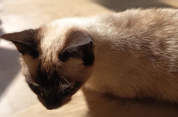 Animaux perdus Edern, photo: Chat perdu femelle, Impasse Jeanne Malivel, Binic-Étables-sur-Mer, Edern - chatte siamoise aux yeux bleus