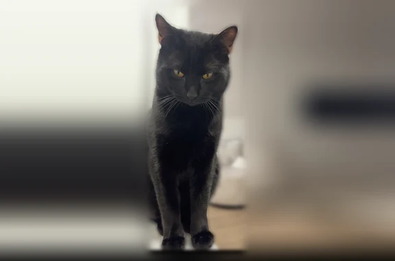 Chat perdu mâle, Rue de Chennevières, Villiers-sur-Marne, Paris - tout noir - photo