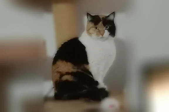 Chat perdu, Ambert, photo: Chat perdu, Boulevard de l'Europe, 9, Ambert - femelle, très gentille