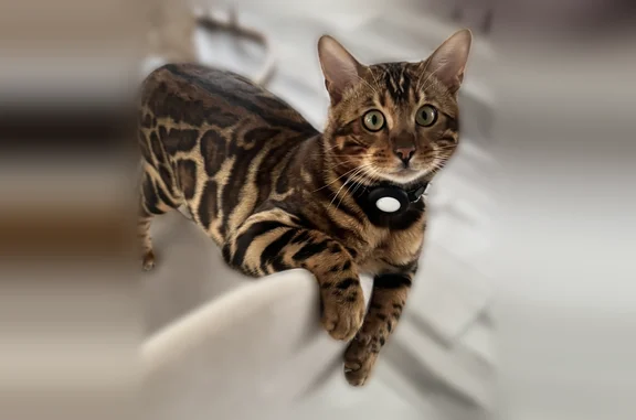 Lost cat, Longfield Road, 1035, Churchville - male - photo