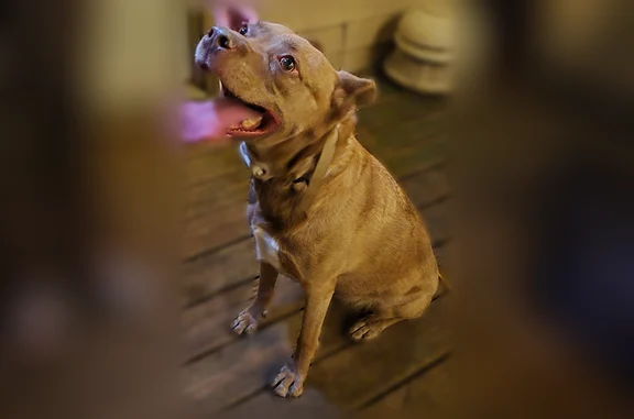 Found dog Evansville, photo: Found dog, Stinson Avenue, 1303, Evansville - very friendly, two collars
