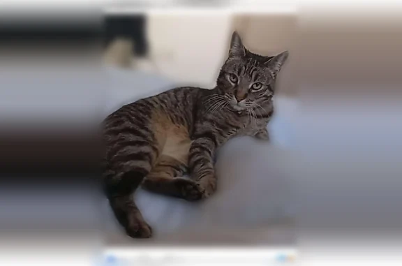 Animaux perdus Calvi, photo: Chat perdu mâle, Rue Villa Lucie, 9, Calvi - tigré foncé, craintif