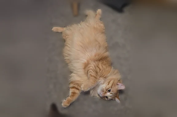 Lost cat, Delaware Avenue, 1107, Ames - male, orange, medium-length fur - photo