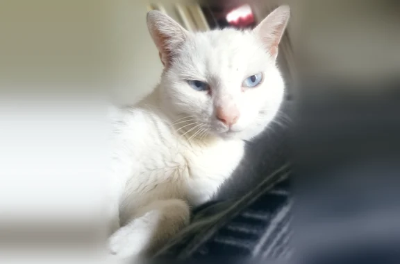 Chat perdu, Montchanin - femelle, blanche aux yeux bleus - photo