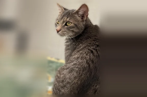 Animaux perdus Paris, photo: Chat perdu, Paris - femelle, gris clair tigrée, 10 mois, pucée, très sociable