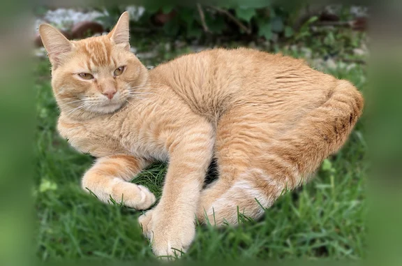 Lost cat, Bulls Head, Staten Island, NY 10314, USA, Manhattan — male ginger cat, 2.5 years old - photo