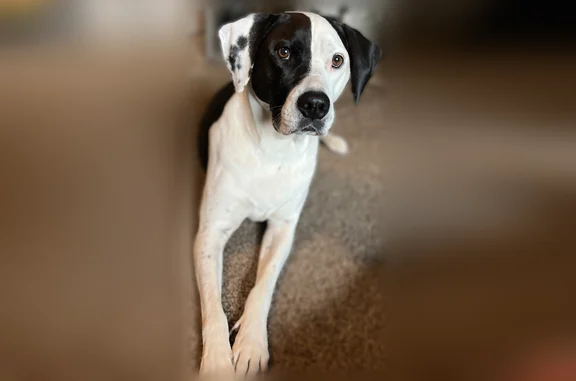 Lost dog, female, Southeast 27th Court, 14432, Belleview - large black and white mix - photo